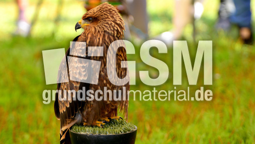 Schwarzmilan (2).jpg